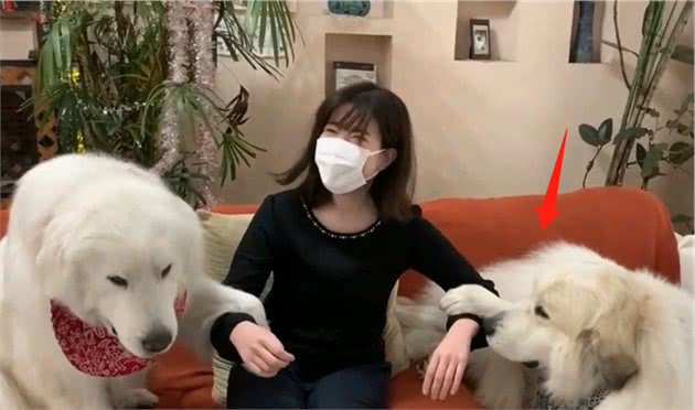 150多斤的大白熊犬，撒娇要女生抱抱，忘记自己长大了吧