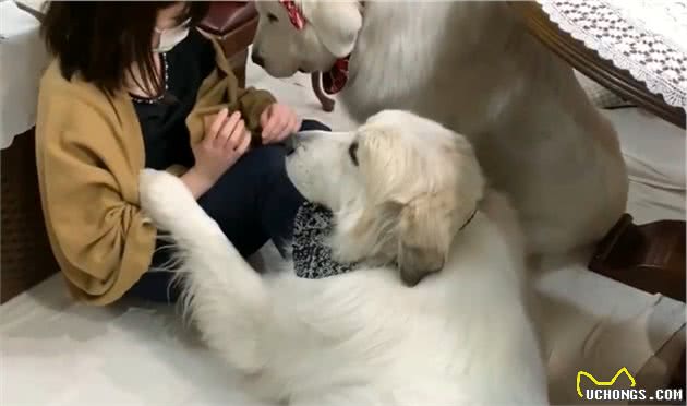150多斤的大白熊犬，撒娇要女生抱抱，忘记自己长大了吧