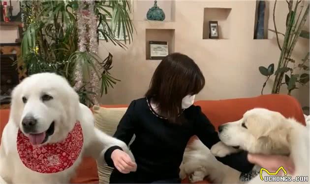 150多斤的大白熊犬，撒娇要女生抱抱，忘记自己长大了吧