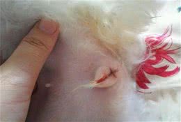 今天谈谈狗狗发情的事情