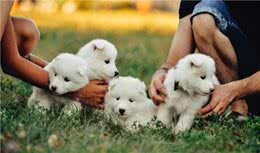 狗狗多大能带出去溜？