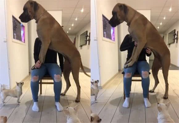 62kg大丹犬硬踩腿上当宝宝，3吉娃娃仰头傻眼