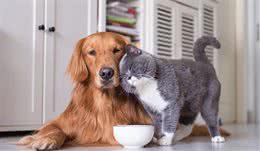 猫狗共养有什么好处？7种能和猫咪友好相处的狗狗