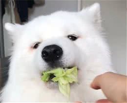 狗能吃生菜吗？很多主人肯定喂过，切碎伴着吃还促进消化
