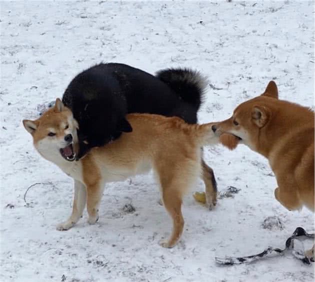 我家柴犬不听话咋办？千万别再打毛孩子了！这样教他