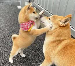 我家柴犬不听话咋办？千万别再打毛孩子了！这样教他