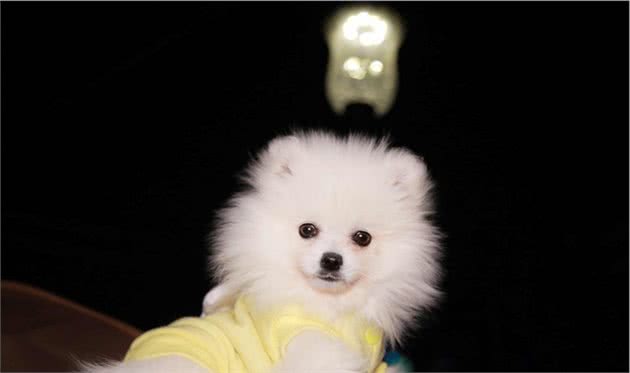 博美犬的交配时间需要主人细心观察