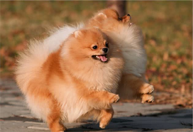 博美犬的交配时间需要主人细心观察