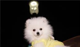 博美犬的交配时间需要主人细心观察