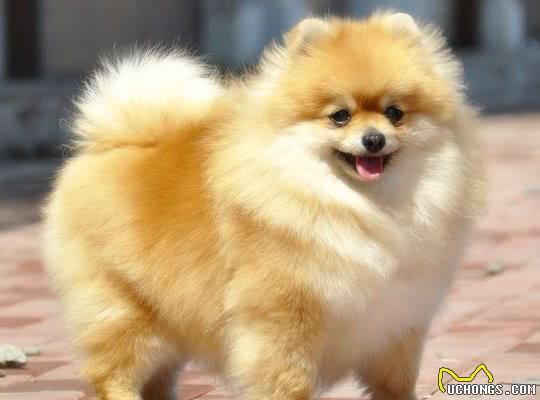 博美犬这几个部位很脆弱，再生气也不能打