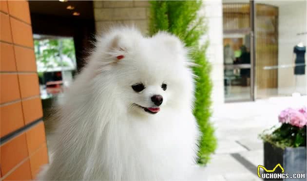 博美犬这几个部位很脆弱，再生气也不能打