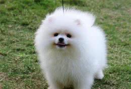 博美犬这几个部位很脆弱，再生气也不能打