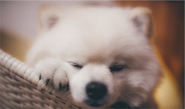 博美犬，为什么会毁誉参半？几件小事告诉你