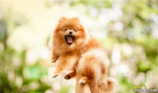 博美犬，为什么会毁誉参半？几件小事告诉你