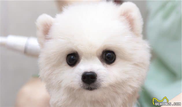 博美犬，为什么会毁誉参半？几件小事告诉你