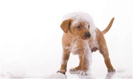 狗狗也有怕水狗，有些狗连洗澡都怕，切忌直接把狗扔下水