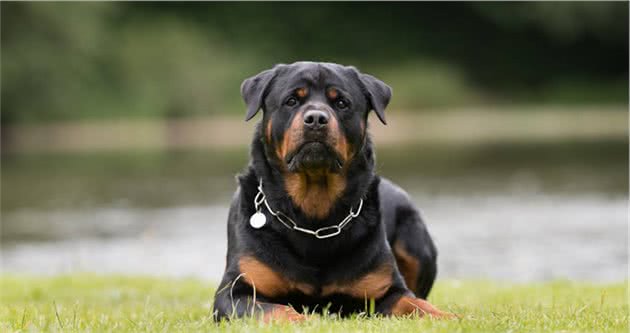 对罗威纳犬7大“误解”，你信了吗？