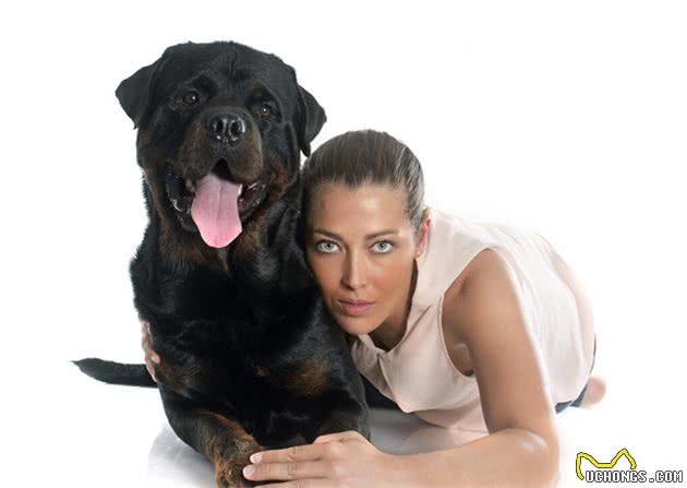 对罗威纳犬7大“误解”，你信了吗？