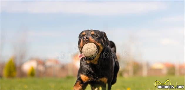 对罗威纳犬7大“误解”，你信了吗？