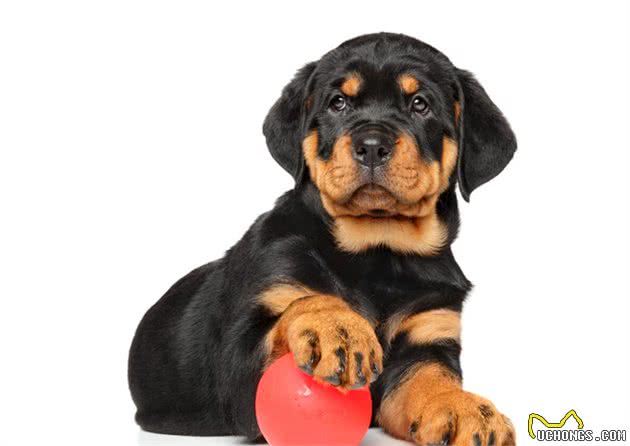 对罗威纳犬7大“误解”，你信了吗？