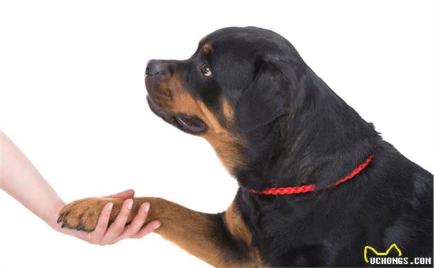 对罗威纳犬7大“误解”，你信了吗？