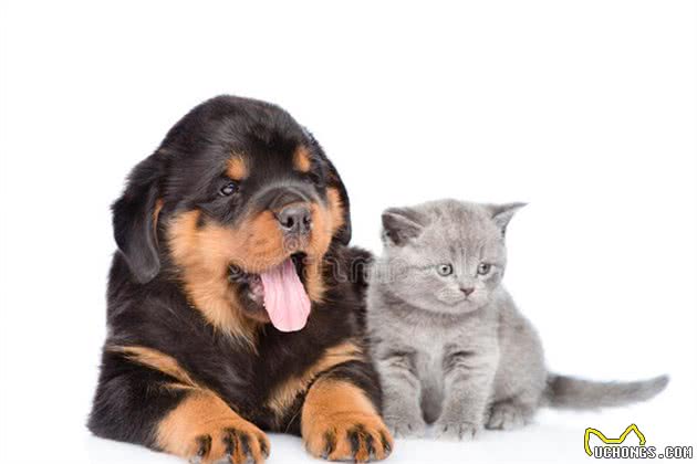 对罗威纳犬7大“误解”，你信了吗？