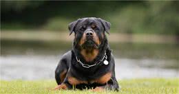 对罗威纳犬7大“误解”，你信了吗？
