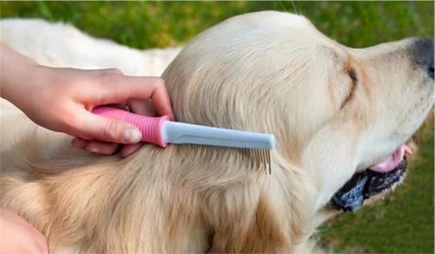 狗狗总是掉毛怎么办？老祖宗教你5个“偏方”