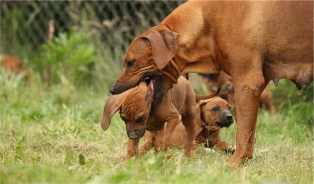 母狗会把幼犬叼到主人面前，不仅是信任