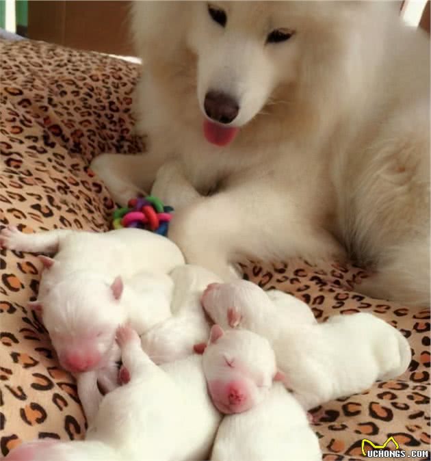 母狗会把幼犬叼到主人面前，不仅是信任