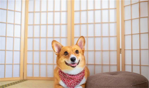想把狗狗养好的可以看过来了
