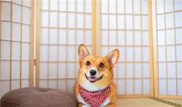 想把狗狗养好的可以看过来了