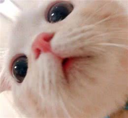养猫吗？这些大猫性格温顺，都有一颗温柔的心