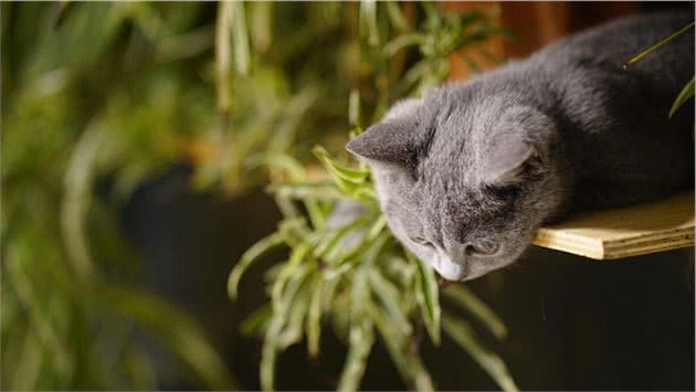 猫咪感冒症状有哪些