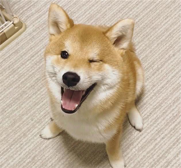 柴犬尴尬期怎么这么丑？