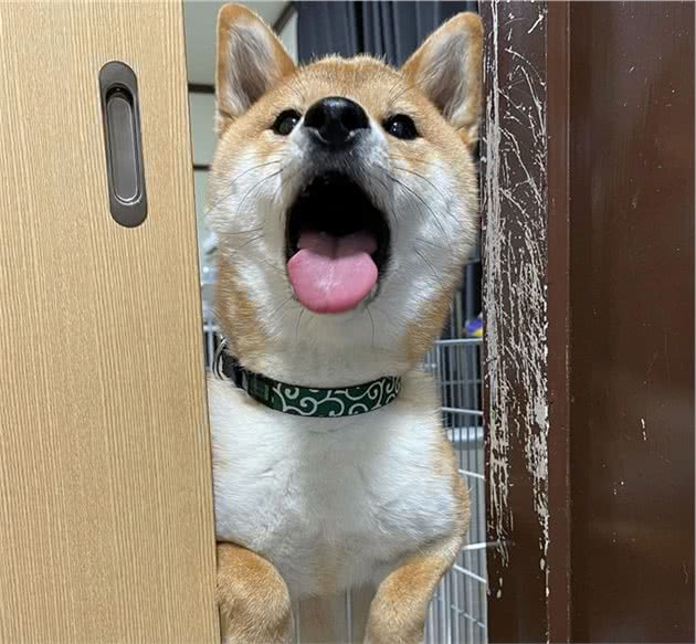 柴犬尴尬期怎么这么丑？
