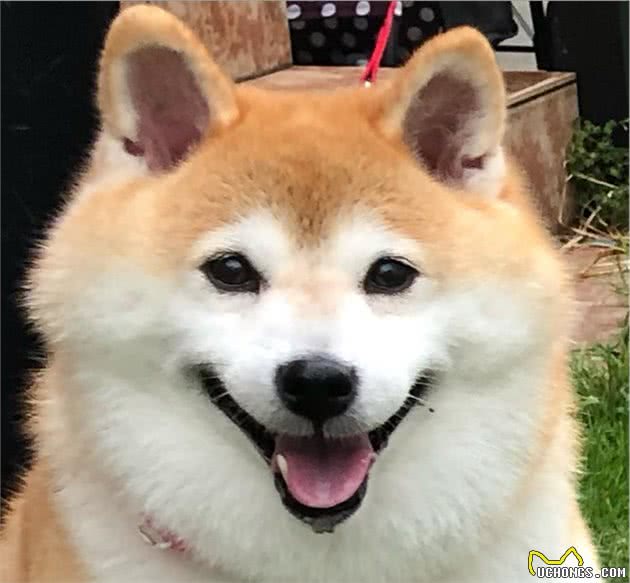 柴犬尴尬期怎么这么丑？
