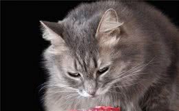 猫粮好不好，看这几点就够了
