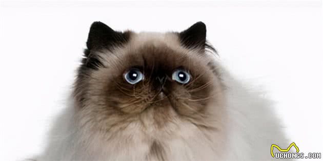 远看像暹罗，近看似布偶，你以为它是波斯猫？其实它叫喜马拉雅猫
