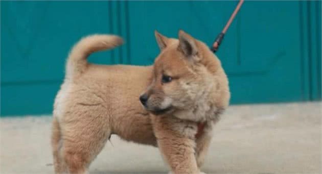 3种纯种田园犬，个个威风凛凛，但是都不多见了