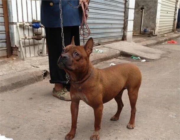 3种纯种田园犬，个个威风凛凛，但是都不多见了
