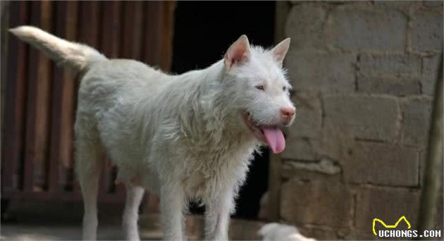 3种纯种田园犬，个个威风凛凛，但是都不多见了
