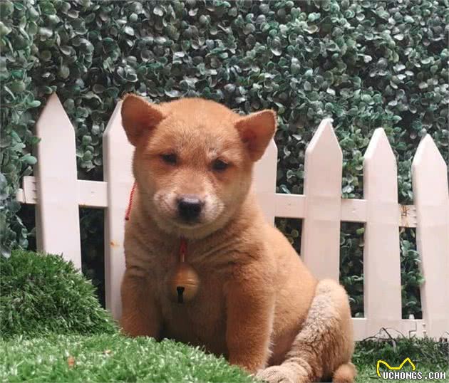 3种纯种田园犬，个个威风凛凛，但是都不多见了