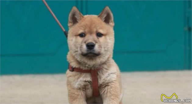 3种纯种田园犬，个个威风凛凛，但是都不多见了