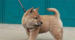 3种纯种田园犬，个个威风凛凛，但是都不多见了
