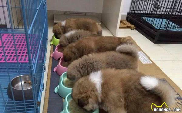为什么狗狗祖先经常“狼吞虎咽”吃食，却不会噎死？原因有5点