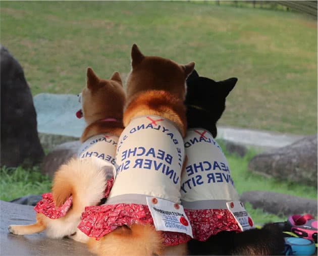 柴犬不听话怎么办？如何调教？