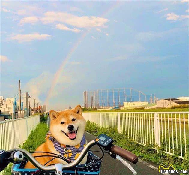柴犬不听话怎么办？如何调教？