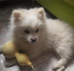 博美毛发不好，这些“美毛食物”，主人可以给它吃