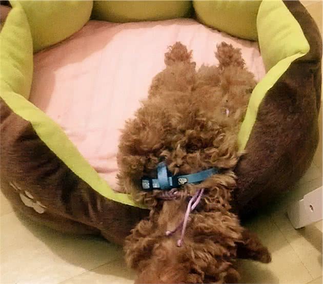 泰迪犬有这几个现象，说明在你家过得很幸福